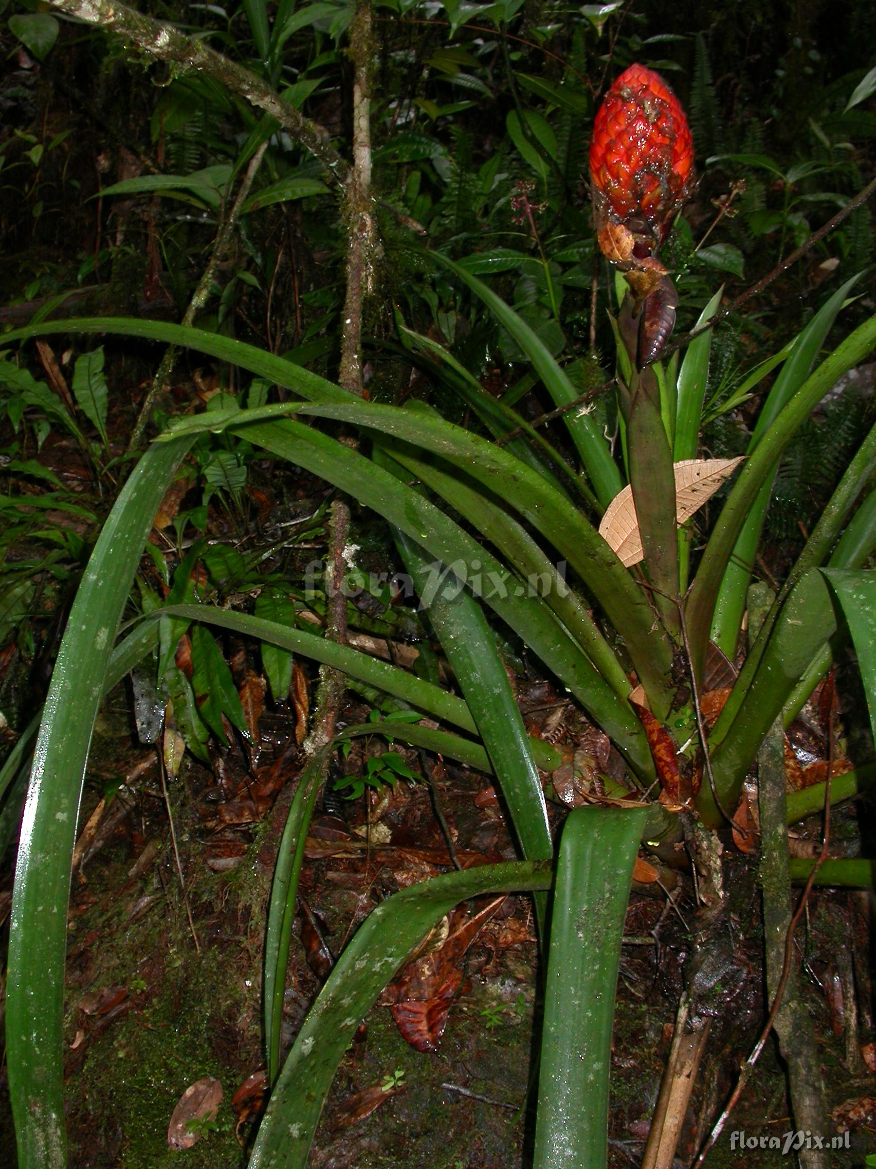 Guzmania claviformis  