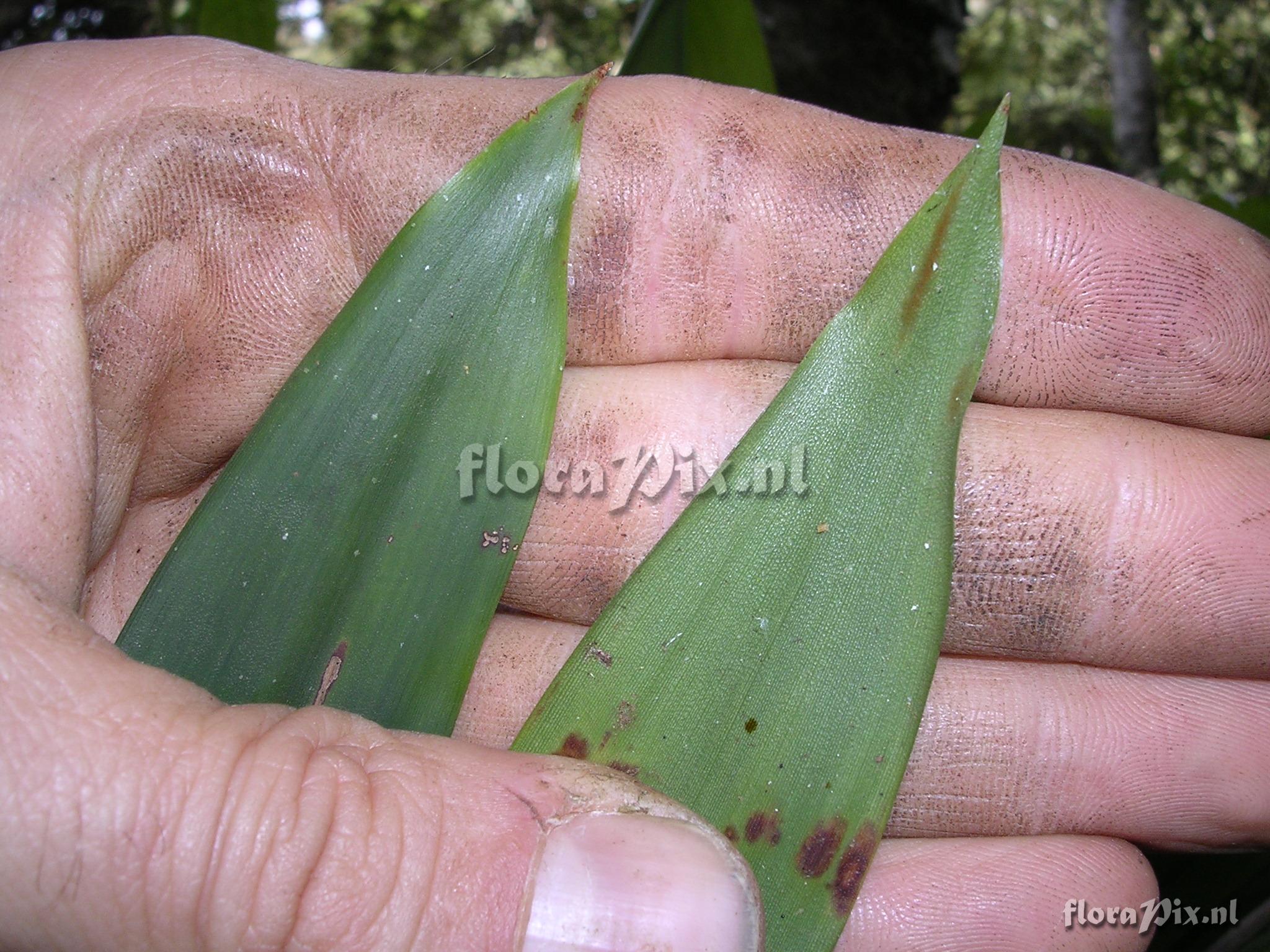 Guzmania confusa L.B. Sm.