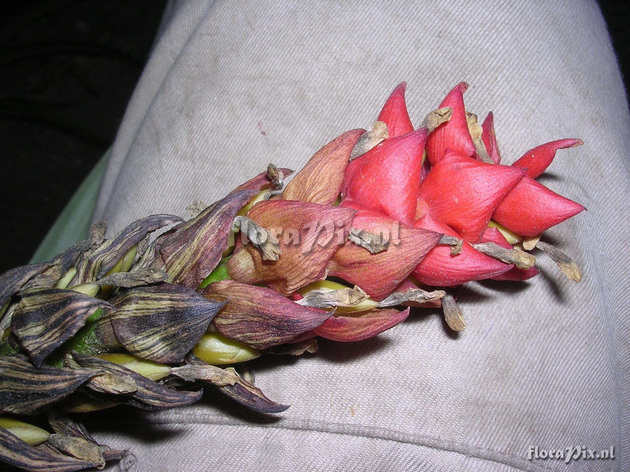 Guzmania monostachia (L.) Rusby ex Mez