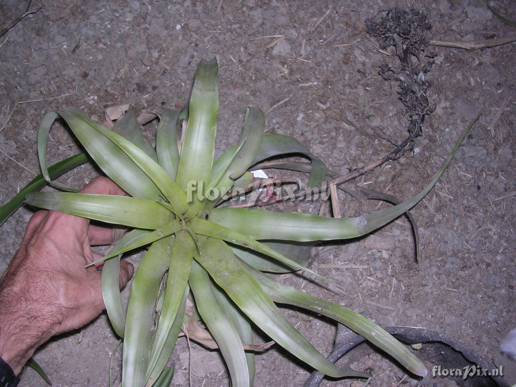 Racinaea multiflora var. tomensis (Benth.) M.A.Spencer & L.B. Sm.