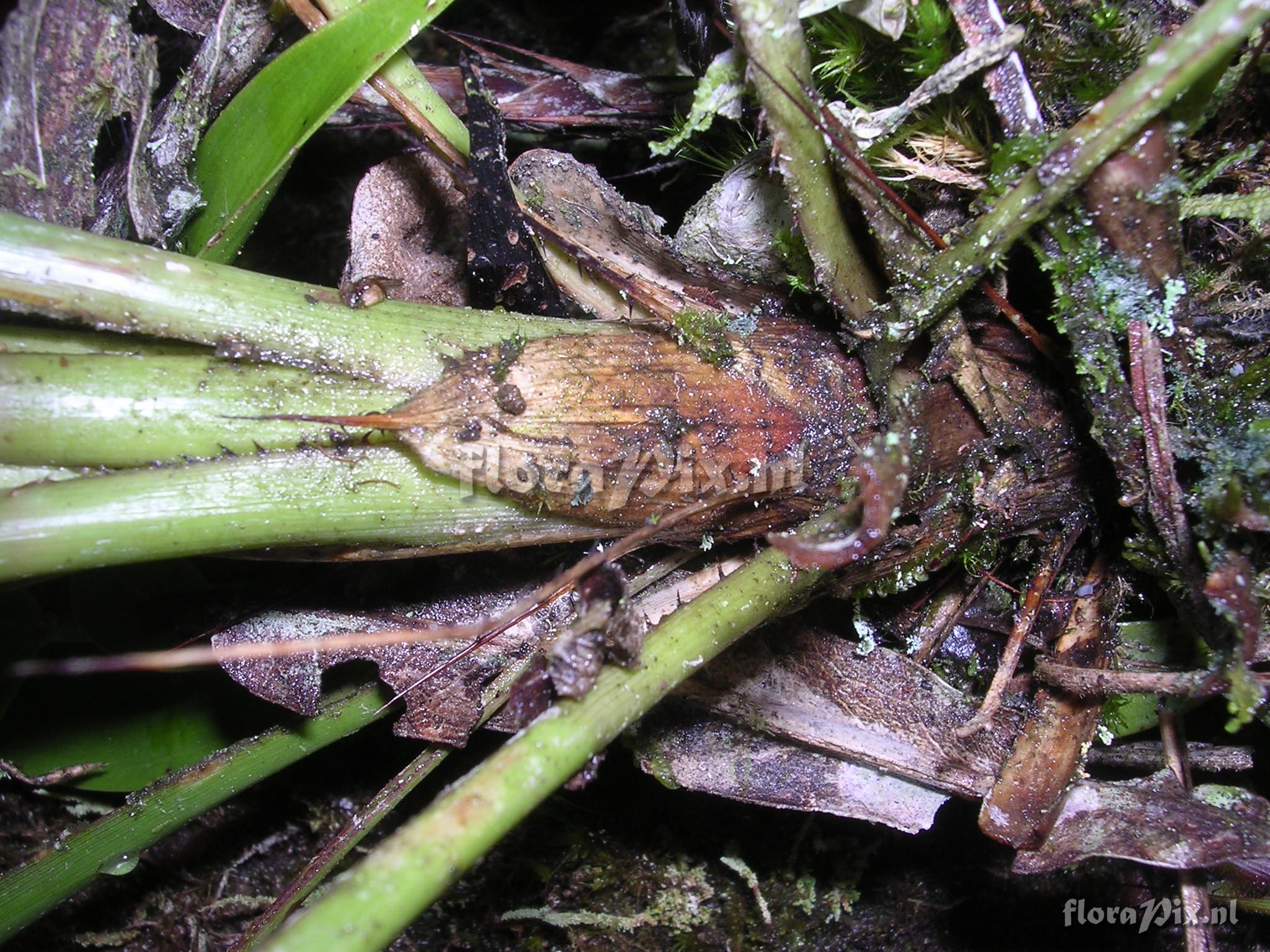 Pitcairnia riparia Mez