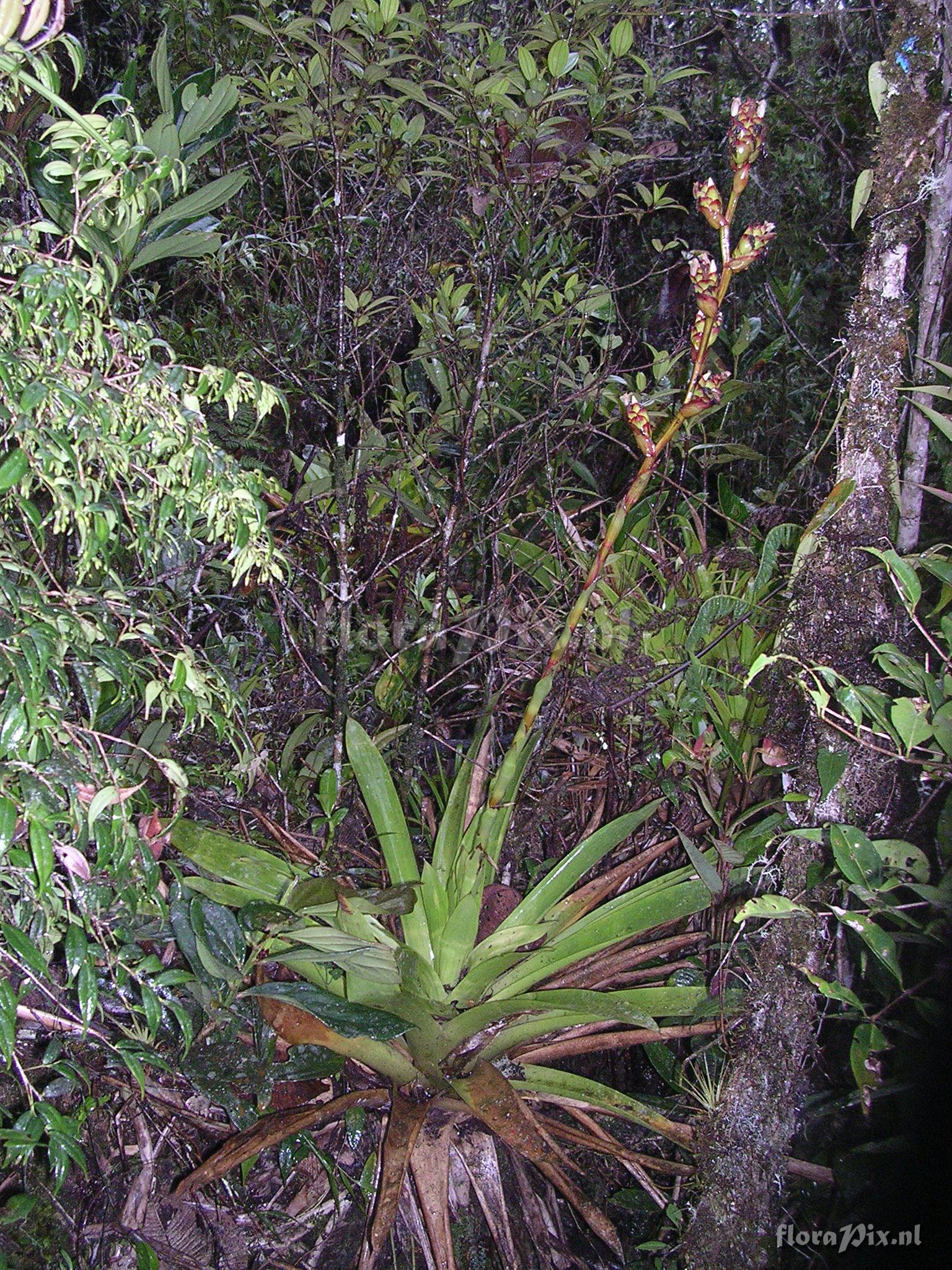 Guzmania killipiana