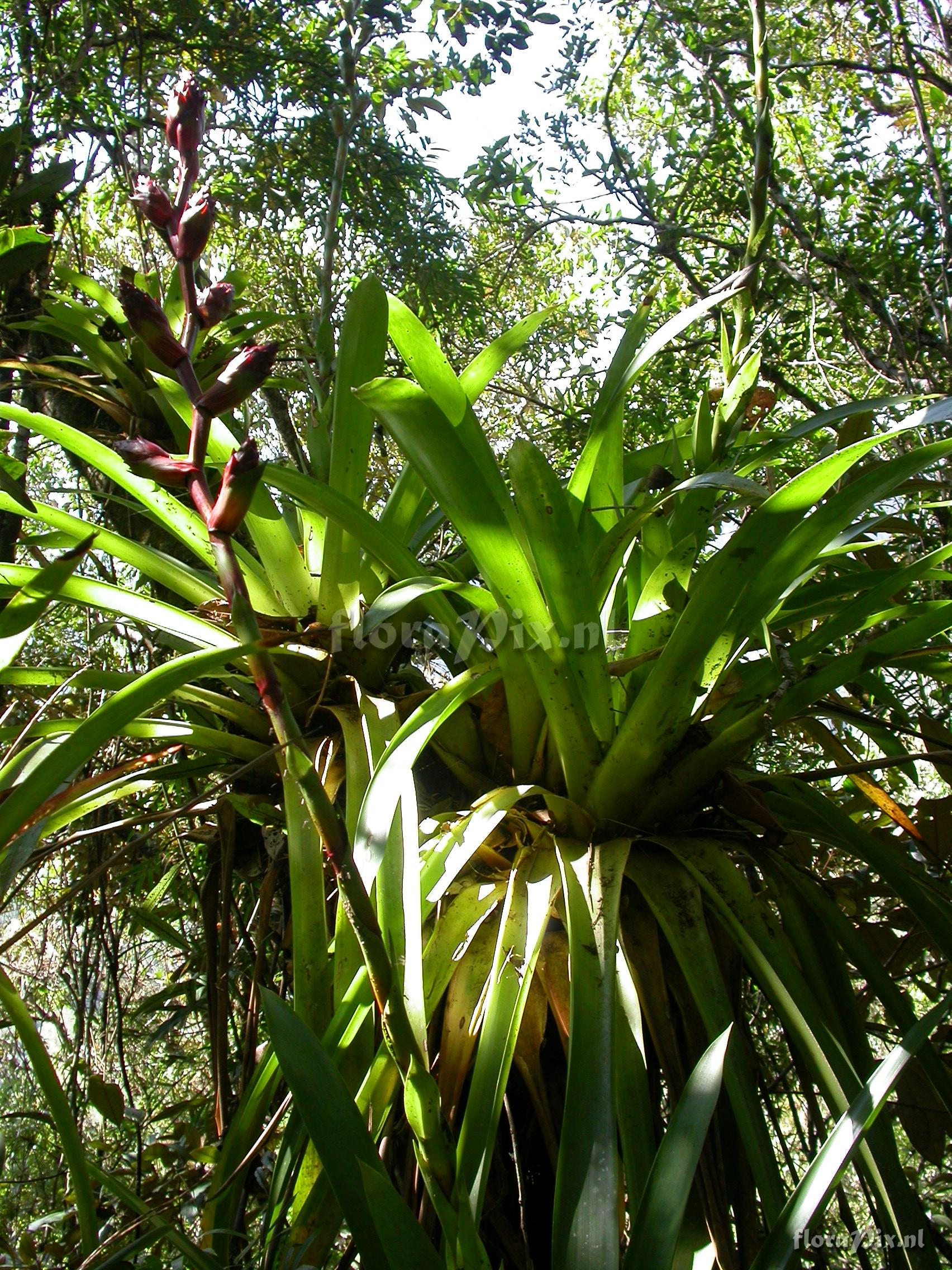 Guzmania atrocastanea H. Luther