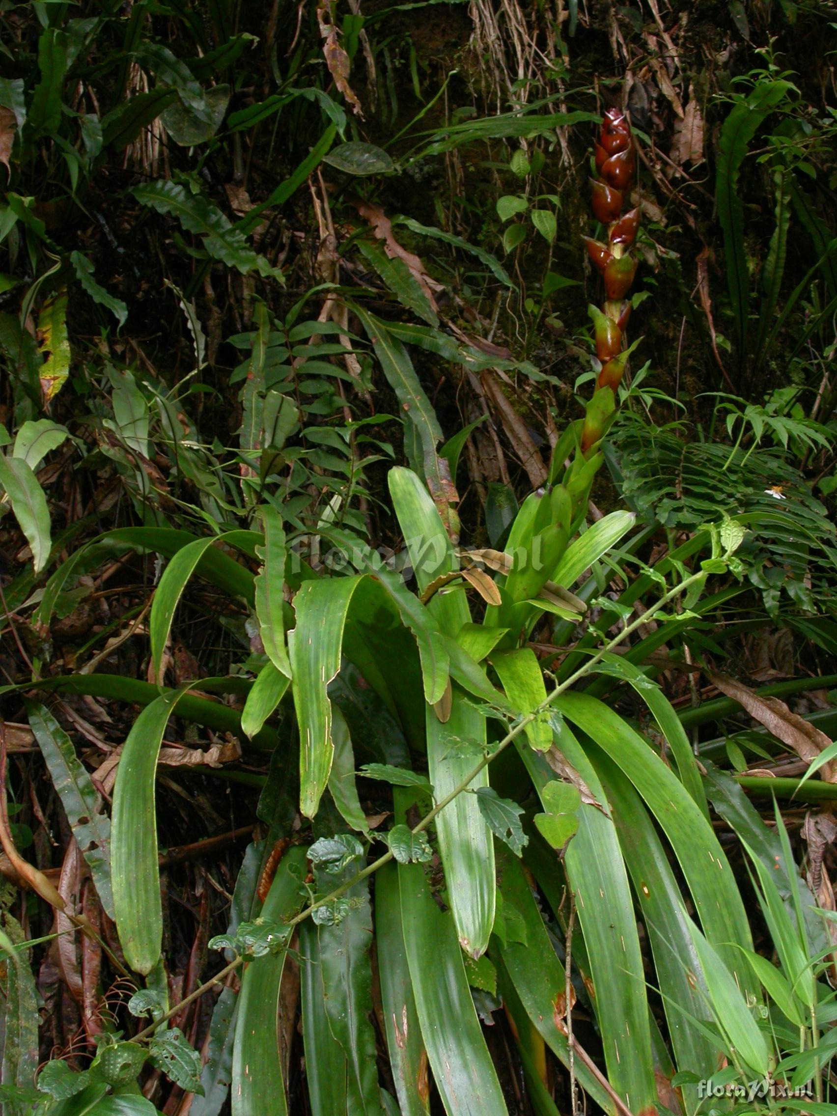 Guzmania xipholepis L.B. Sm.