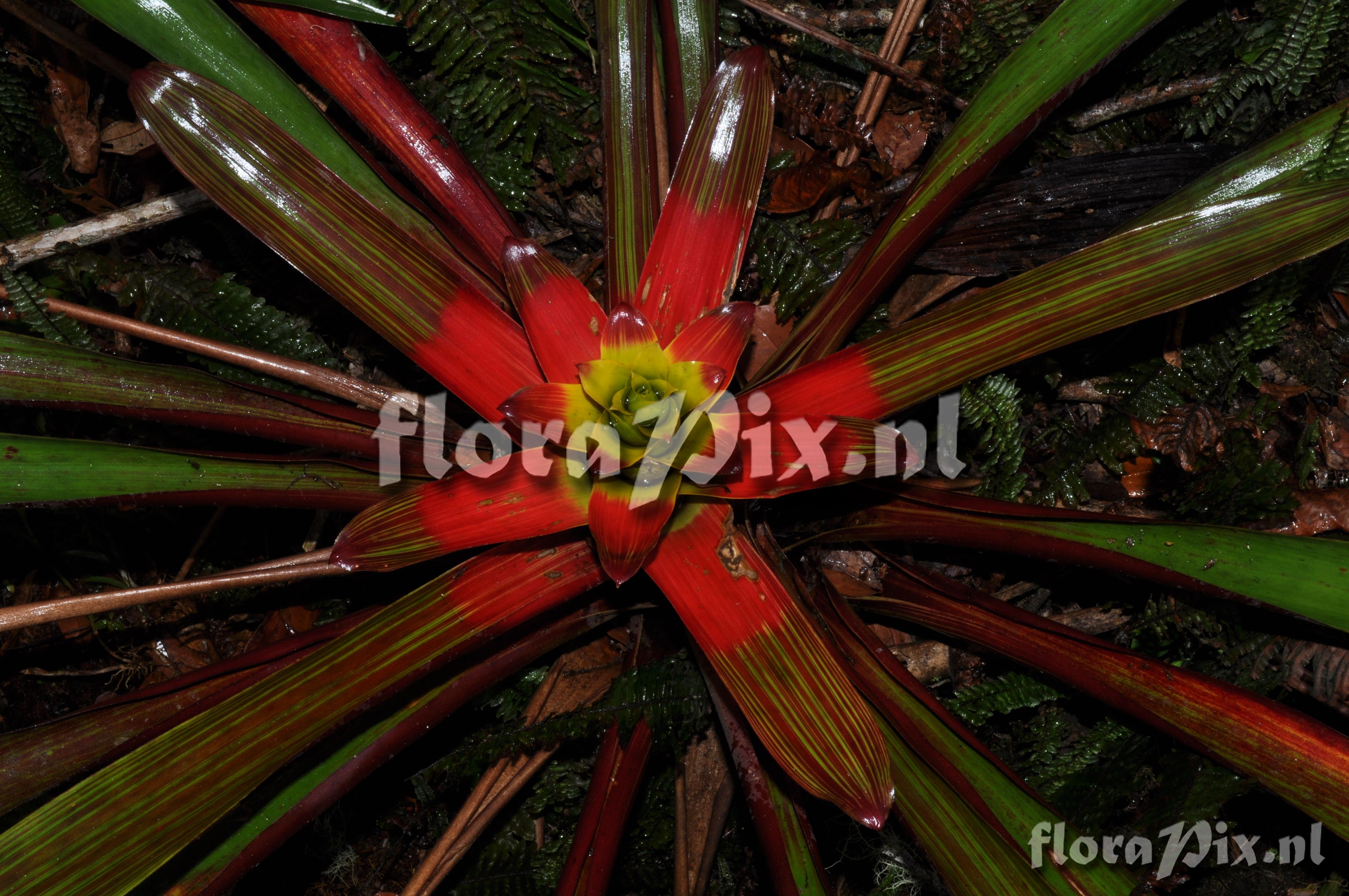 Guzmania squarrosa