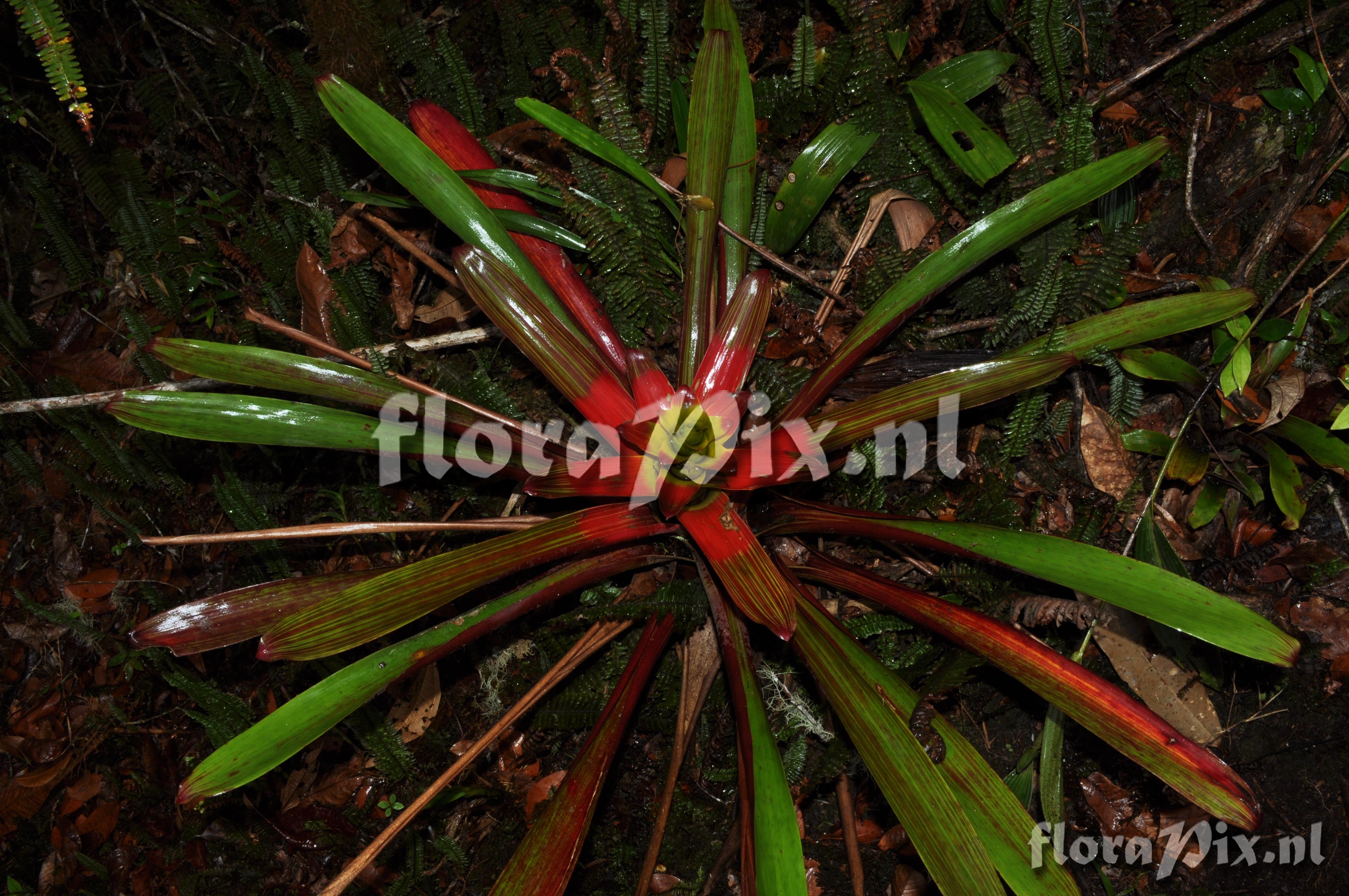 Guzmania squarrosa