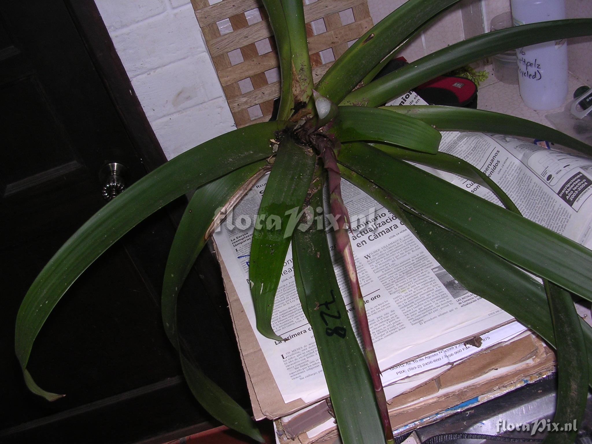 Guzmania confusa L.B. Sm.