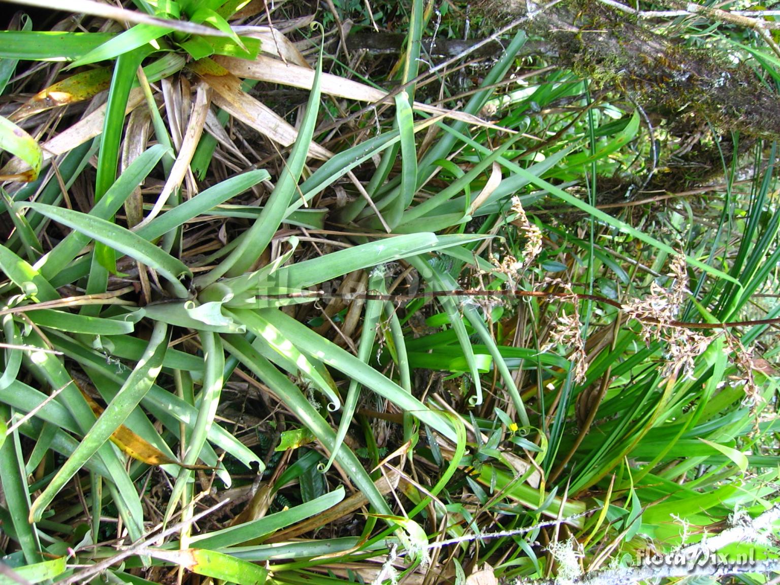 Racinaea tripinnata (Bak) M.A. Spencer & L.B. Smith