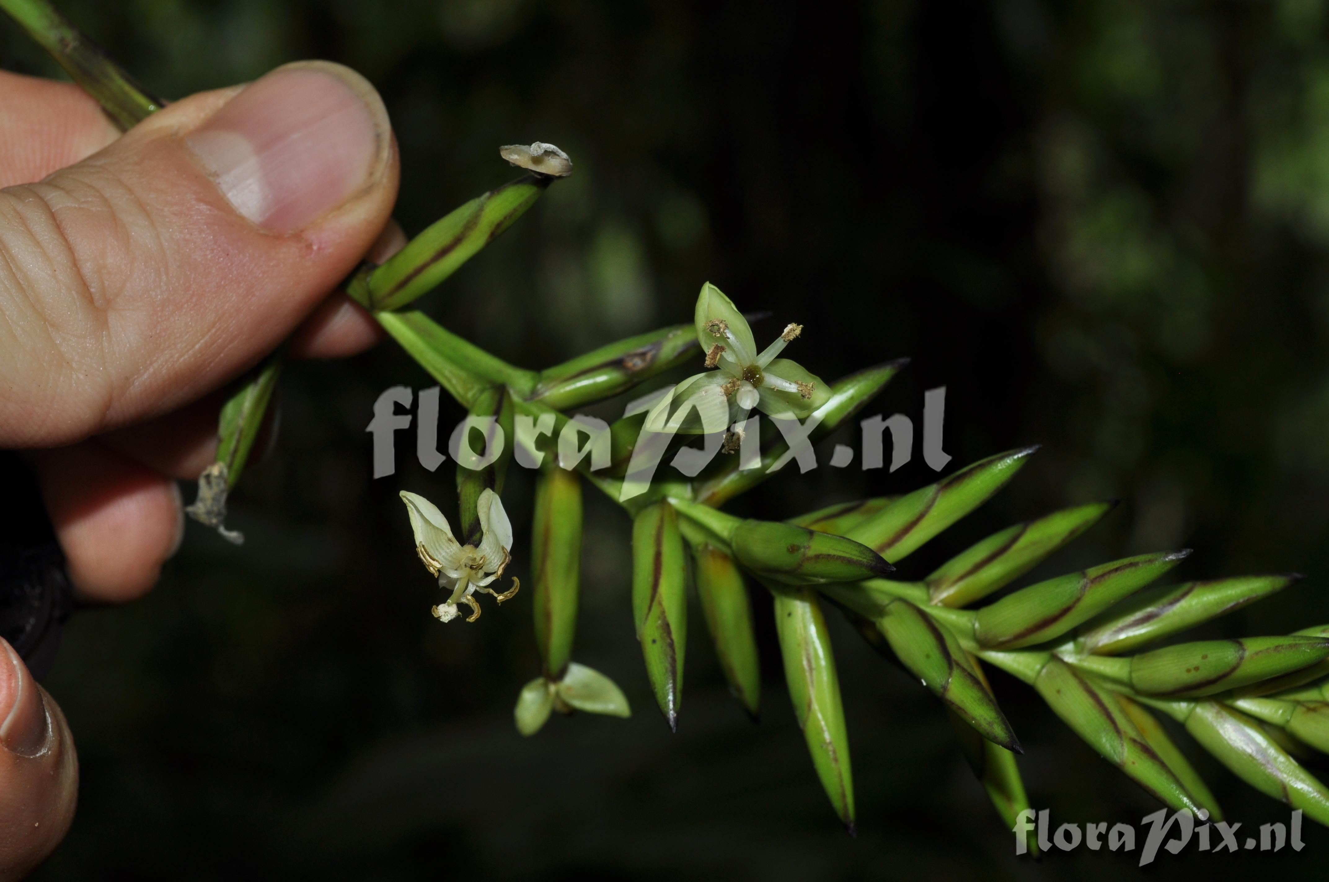 Guzmania roezlii (E. Morren) Mez