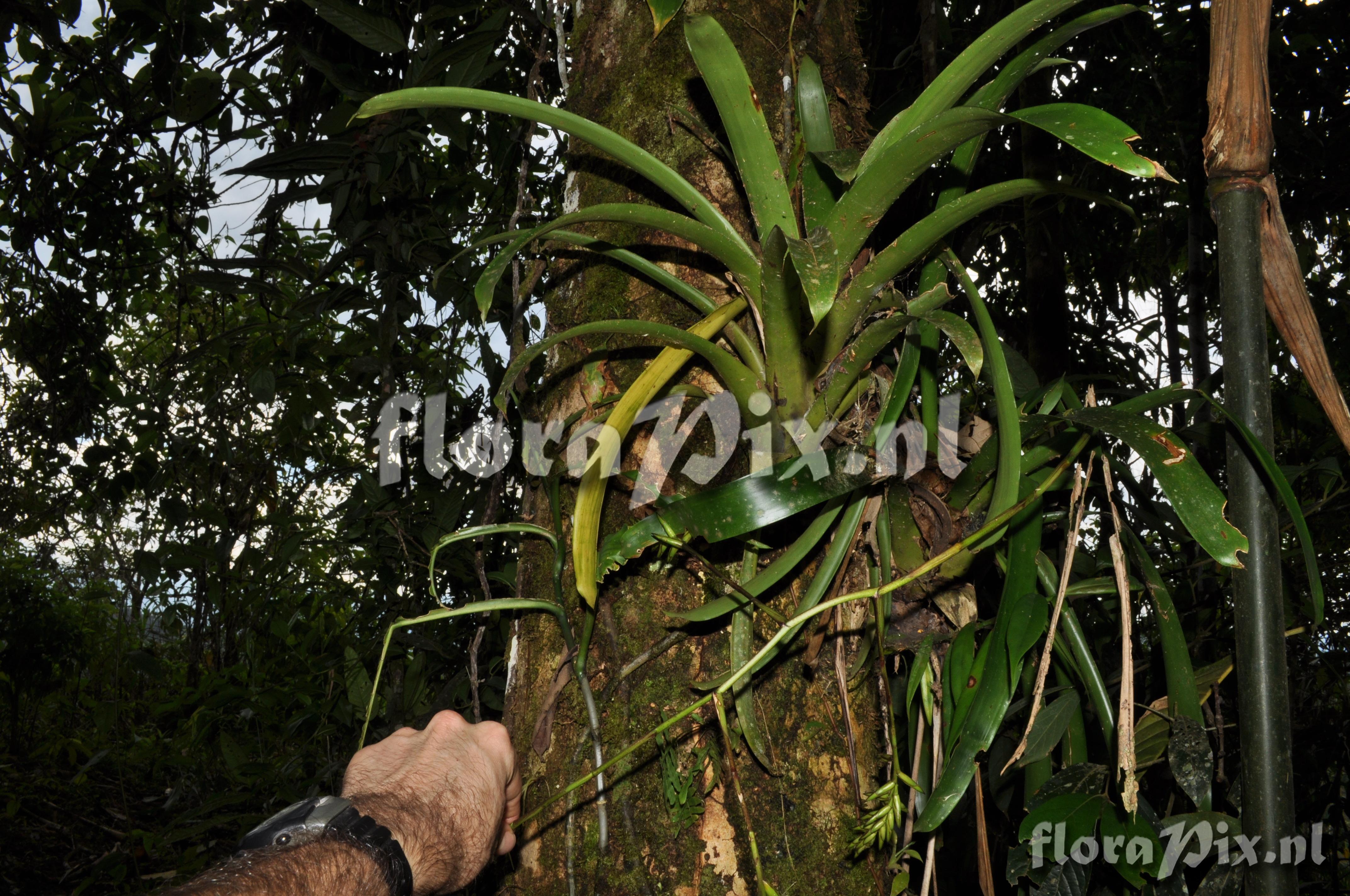 Guzmania roezlii (E. Morren) Mez