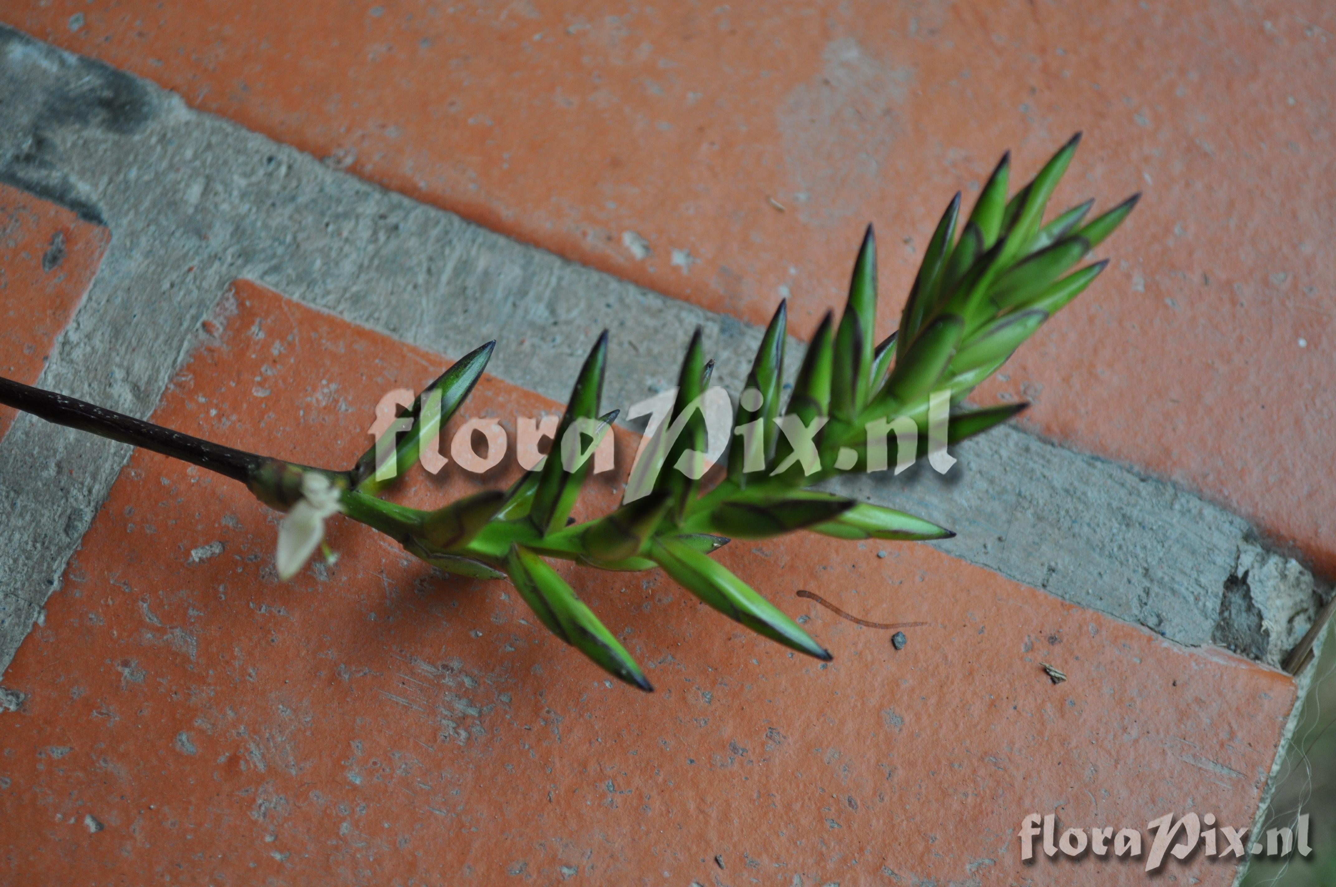 Guzmania roezlii (E. Morren) Mez