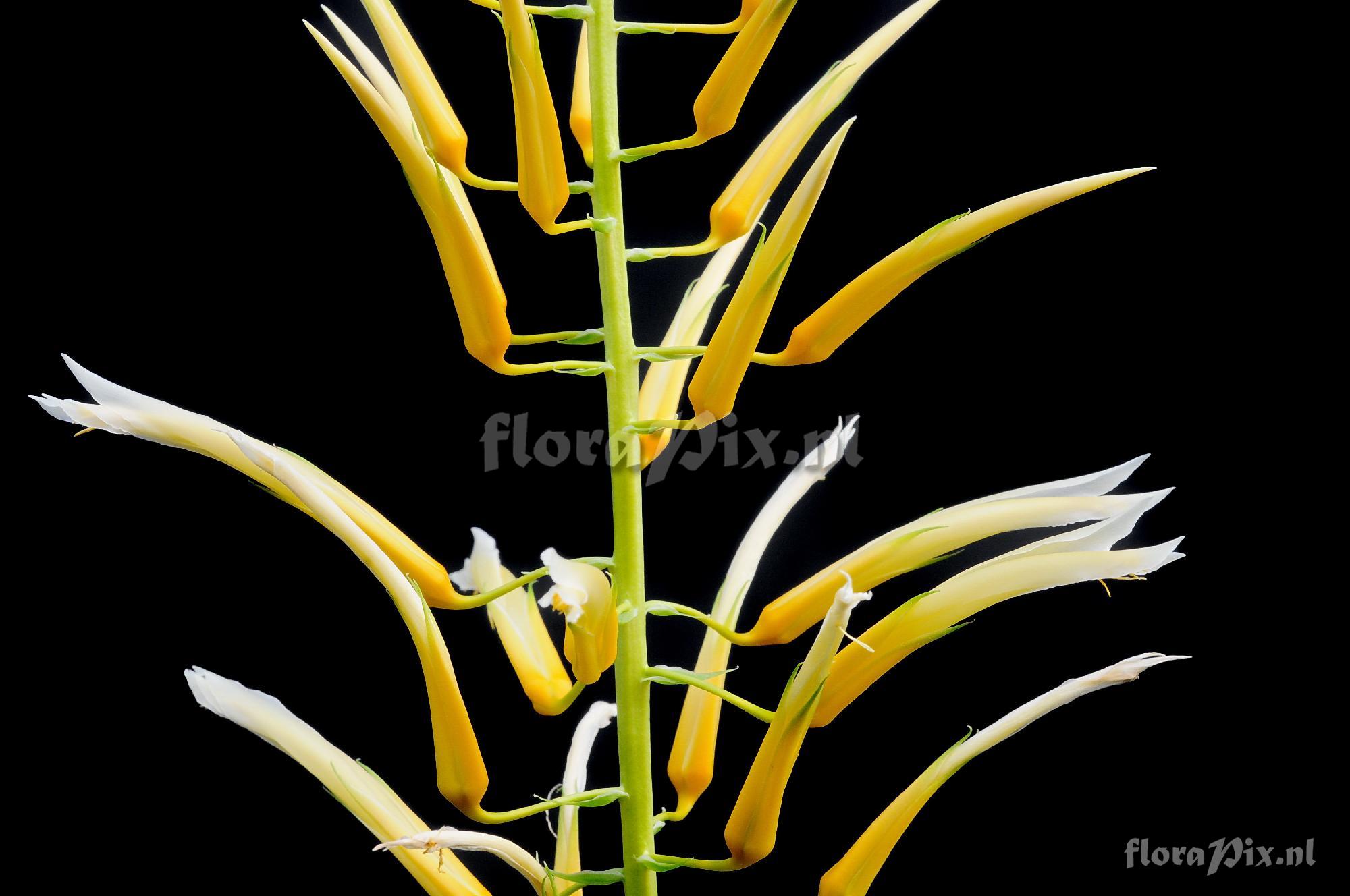 Pitcairnia sp.