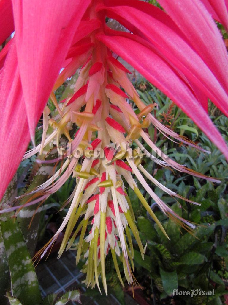 Billbergia oxysepala