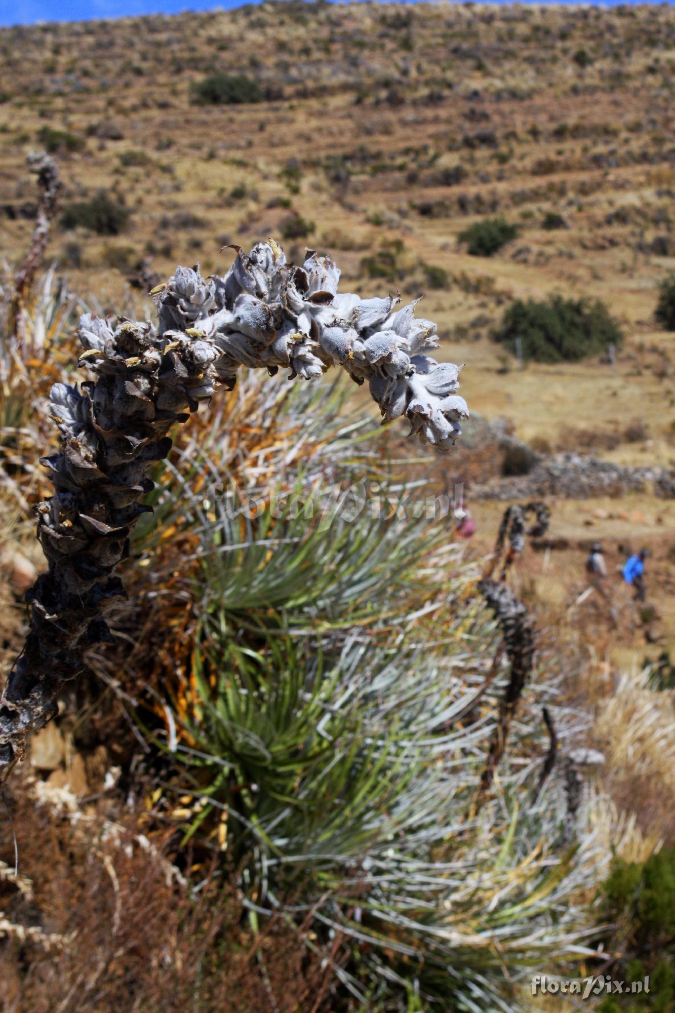 Puya spec.