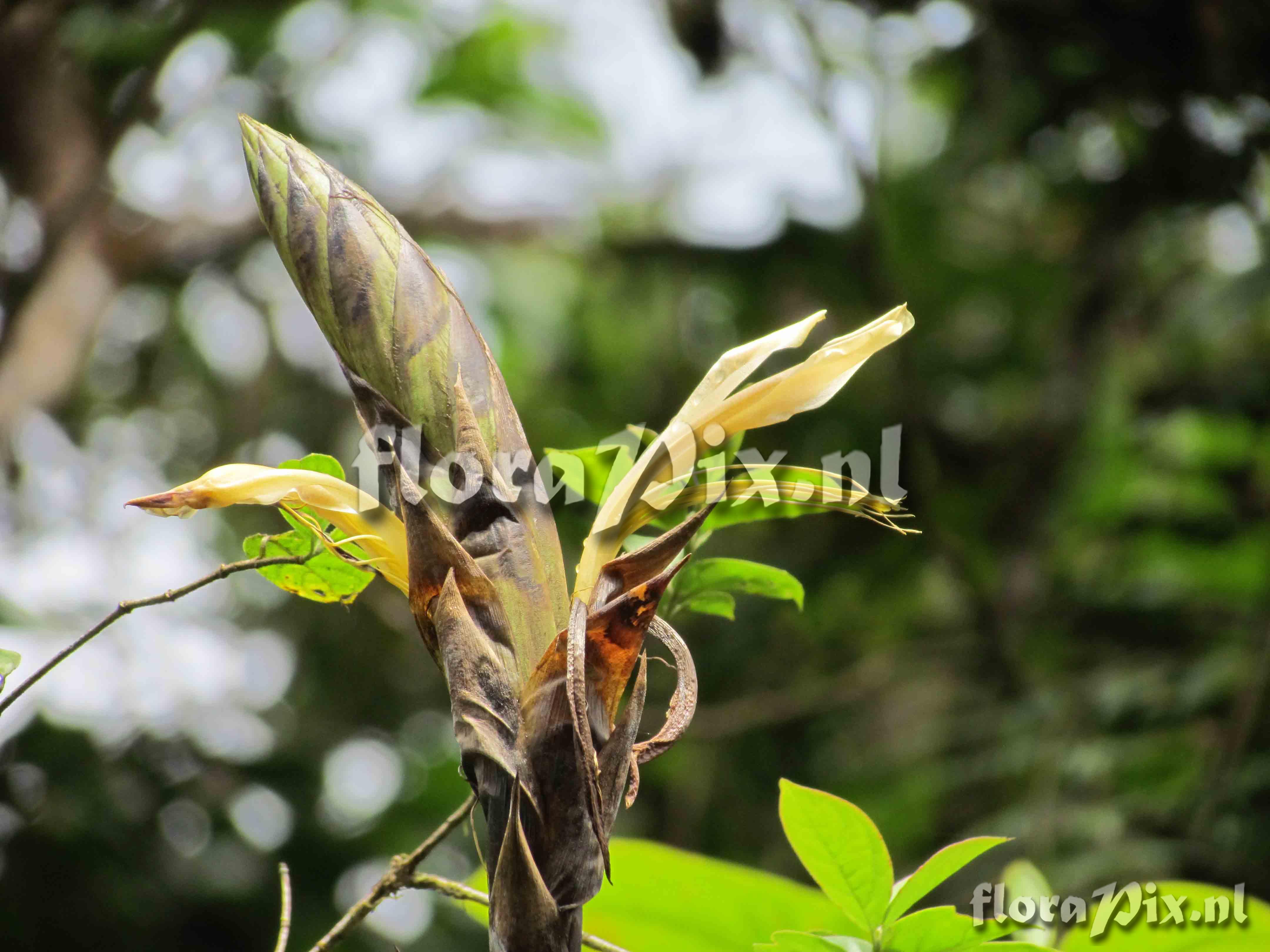 Pitcairnia brunnescens