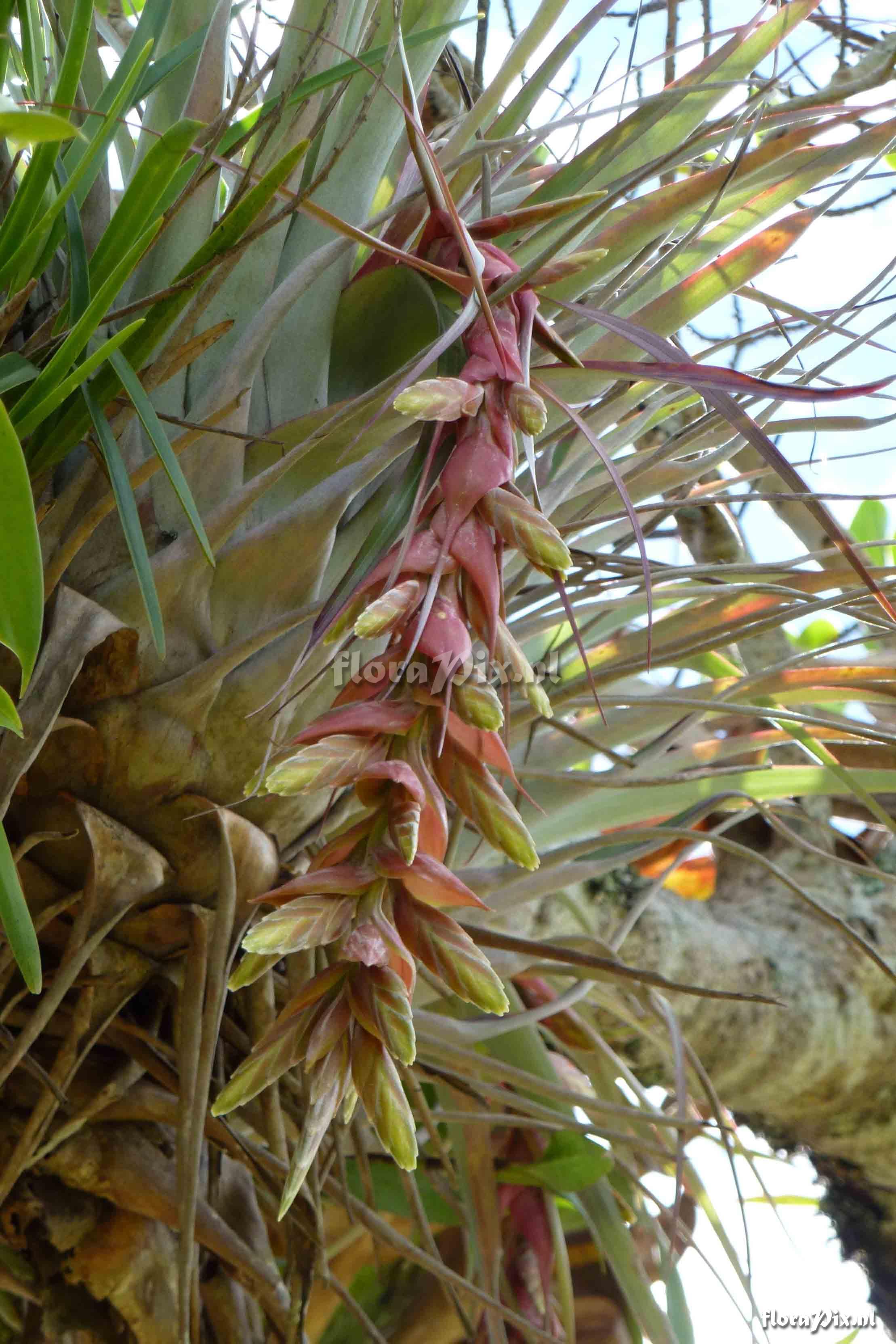 Tillandsia schultzei