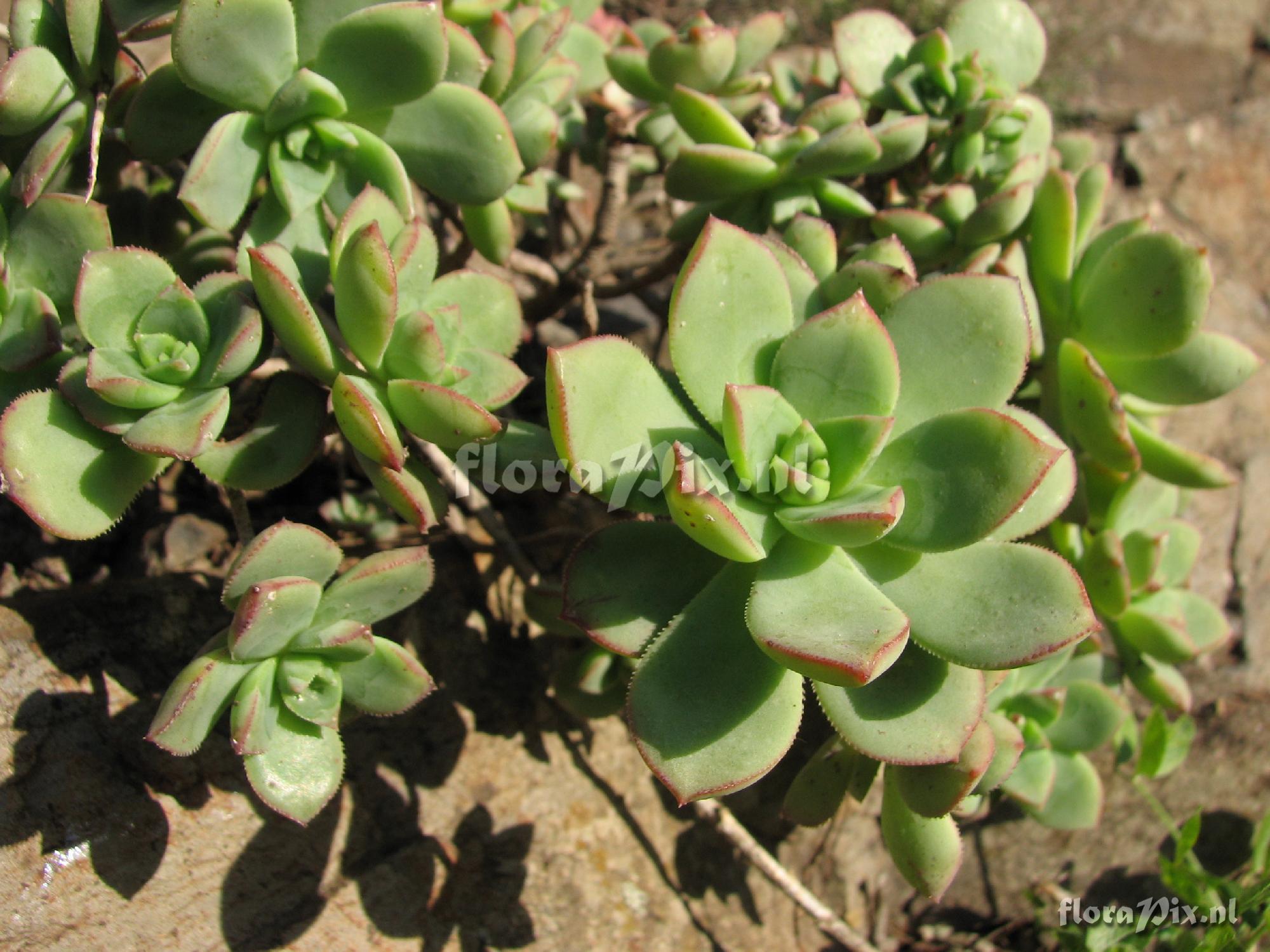 Aeonium haworthii