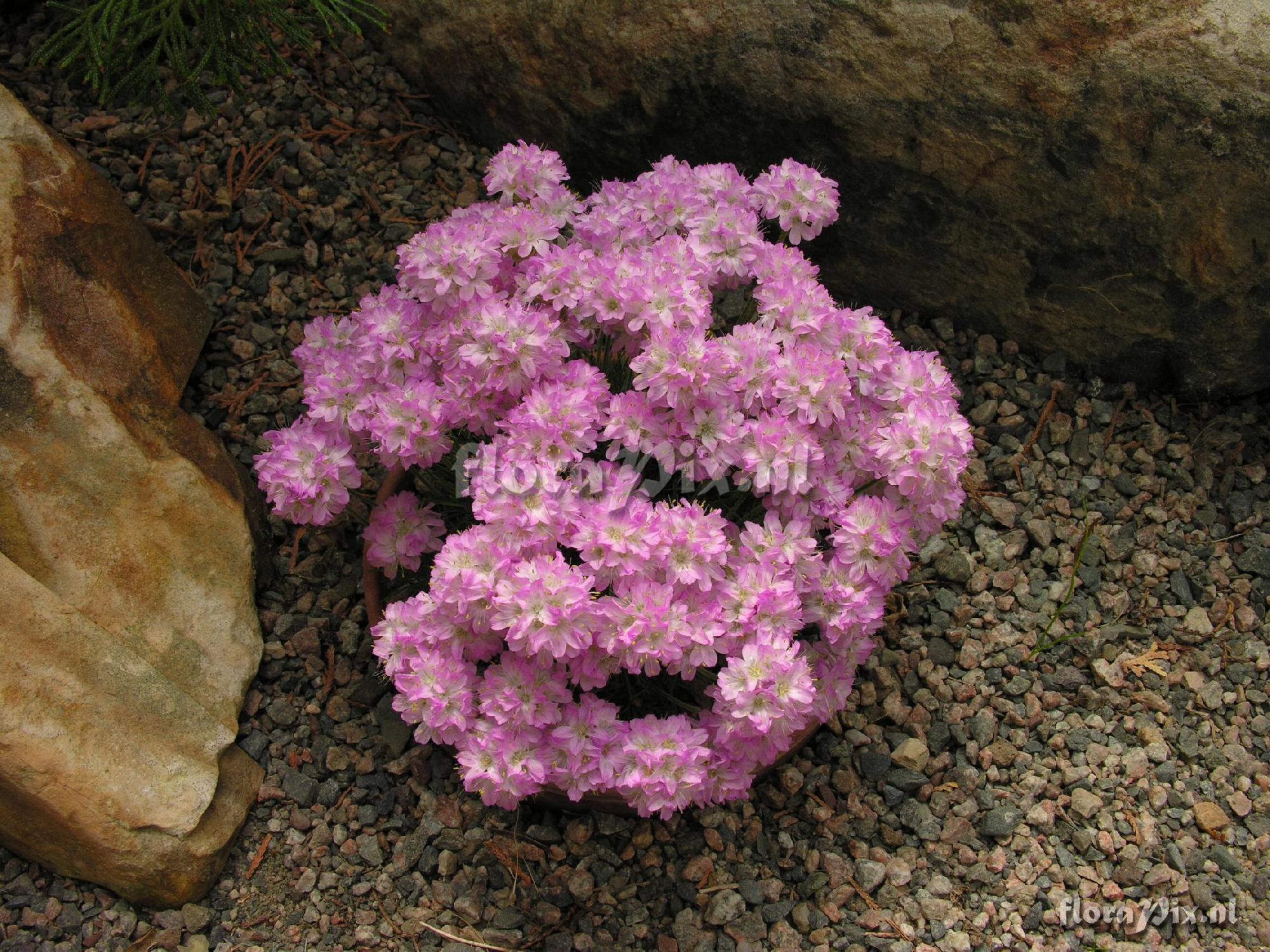 Armeria caespitosa 