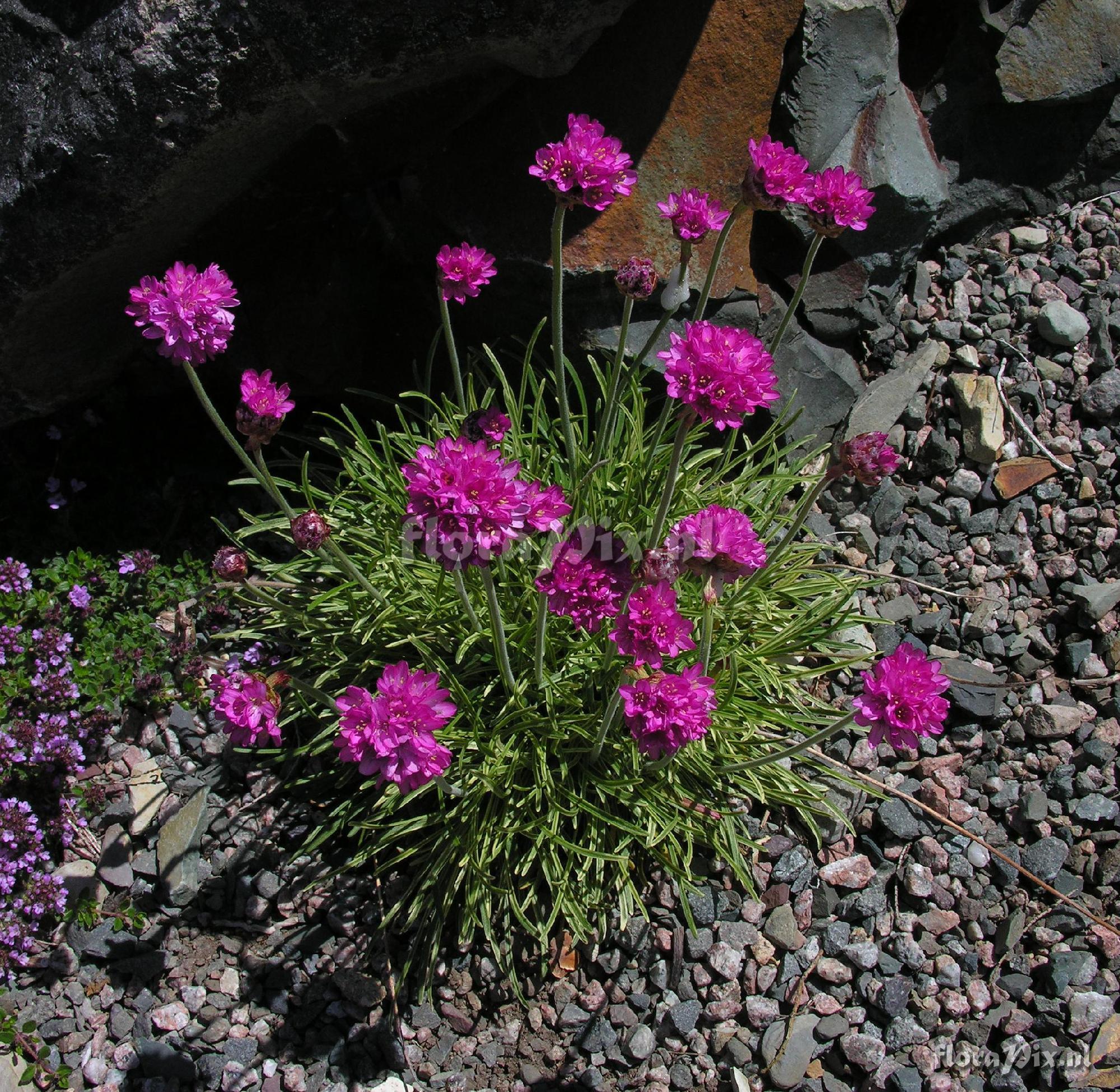 Armeria maritima 