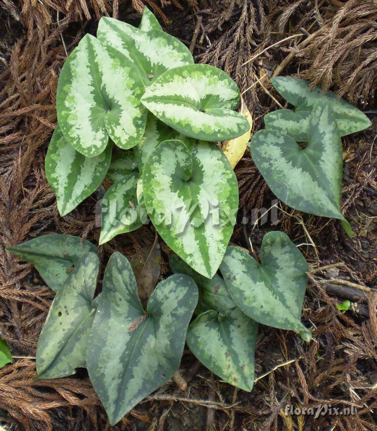 Asarum cf. asaroides