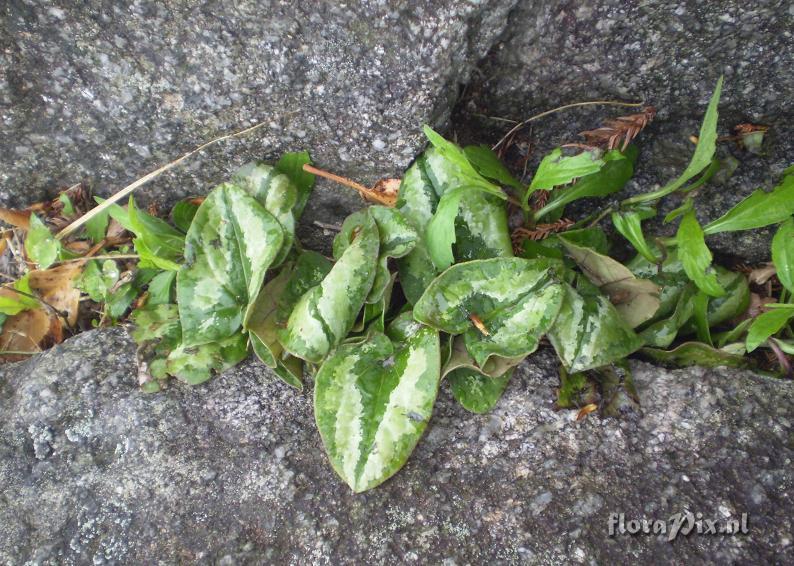 Asarum cf. asaroides