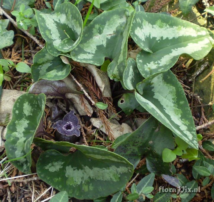 Asarum cf. asaroides from Komen no Yama (Rice mountain)