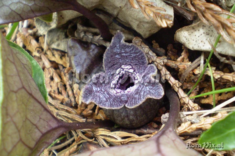 Asarum cf. asaroides from Komen no Yama (rice mountain) close up.