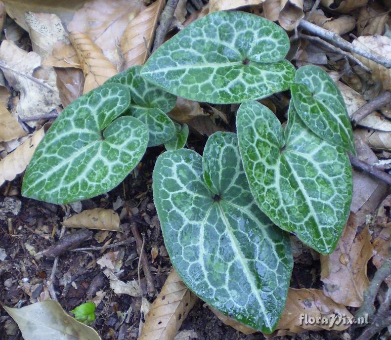 Asarum cf. asaroides (Strongly veined foliage)