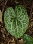 Asarum cf. asaroides (Veined and marbled foliage)