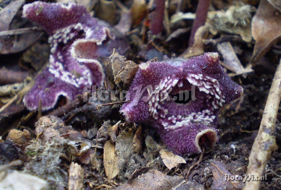 Asarum cf. asaroides (flowers close-up)