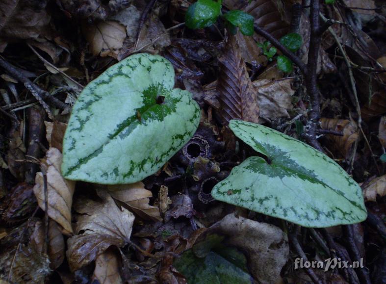 Asarum cf. asaroides (silver leaved variety)