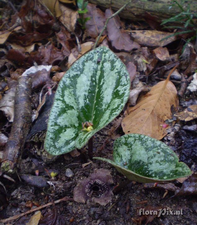 Asarum cf. asaroides