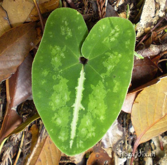 Asarum cf. asaroides (Hikosan)