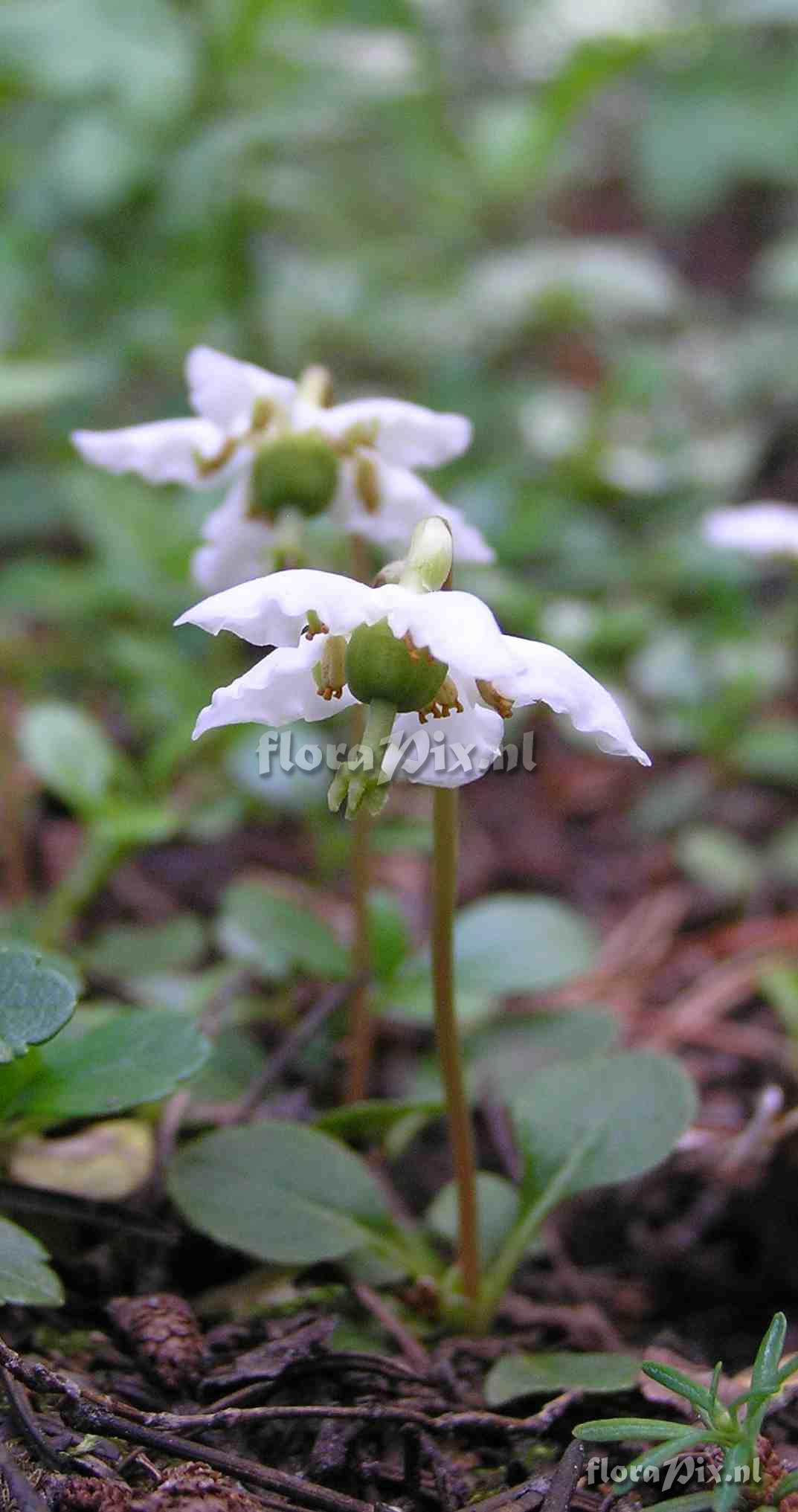 Moneses uniflora