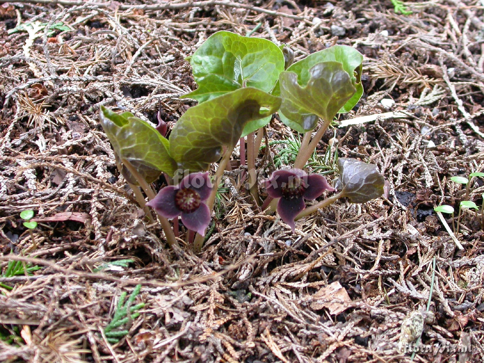 Asarum sieboldii