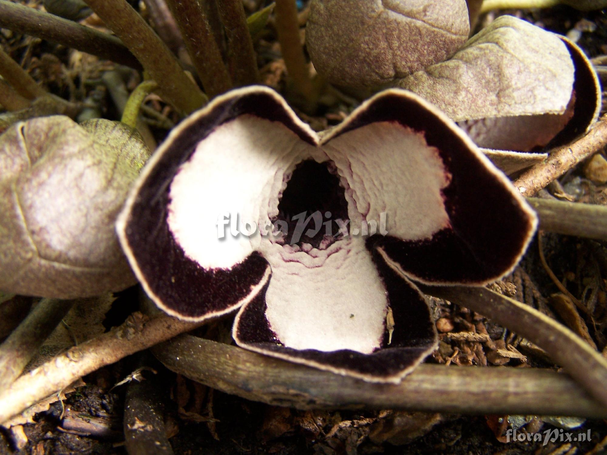 Asarum maximum