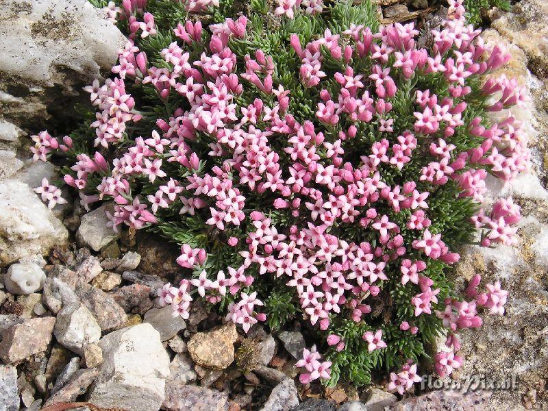 Asperula boissieri