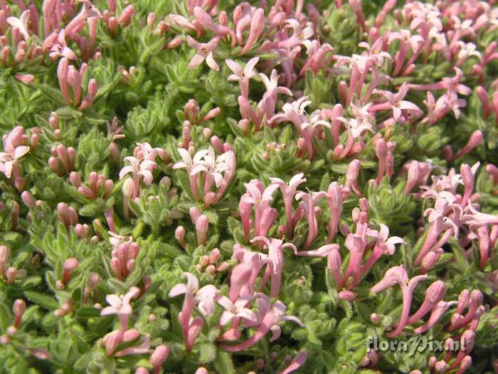 Asperula suberosa