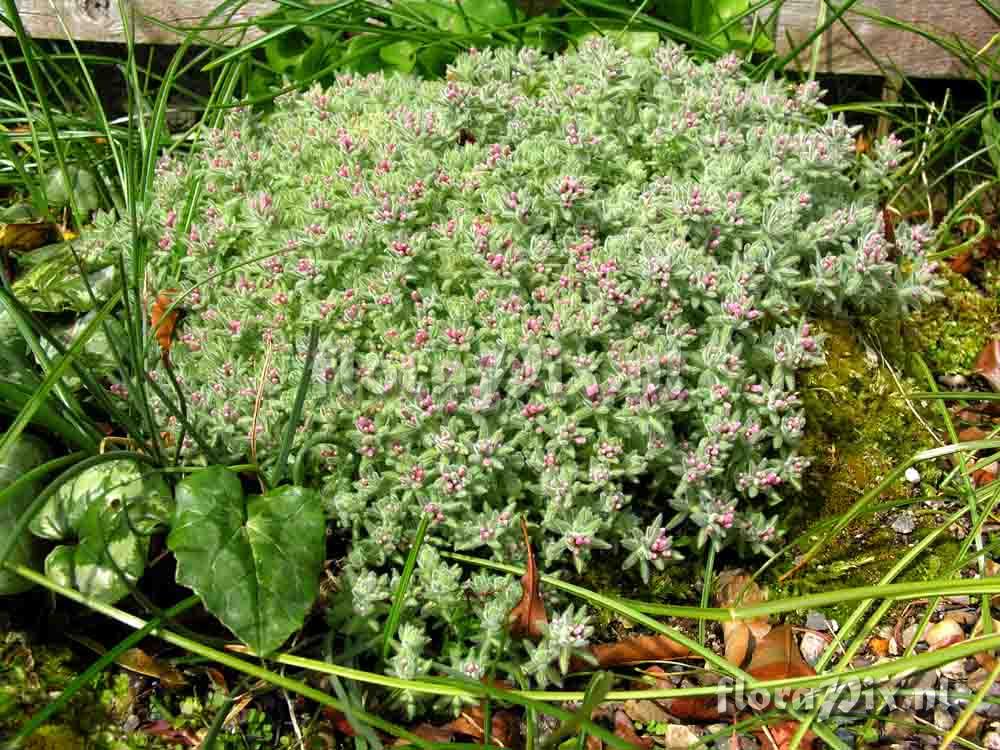 Asperula suberosa