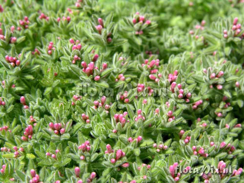 Asperula suberosa