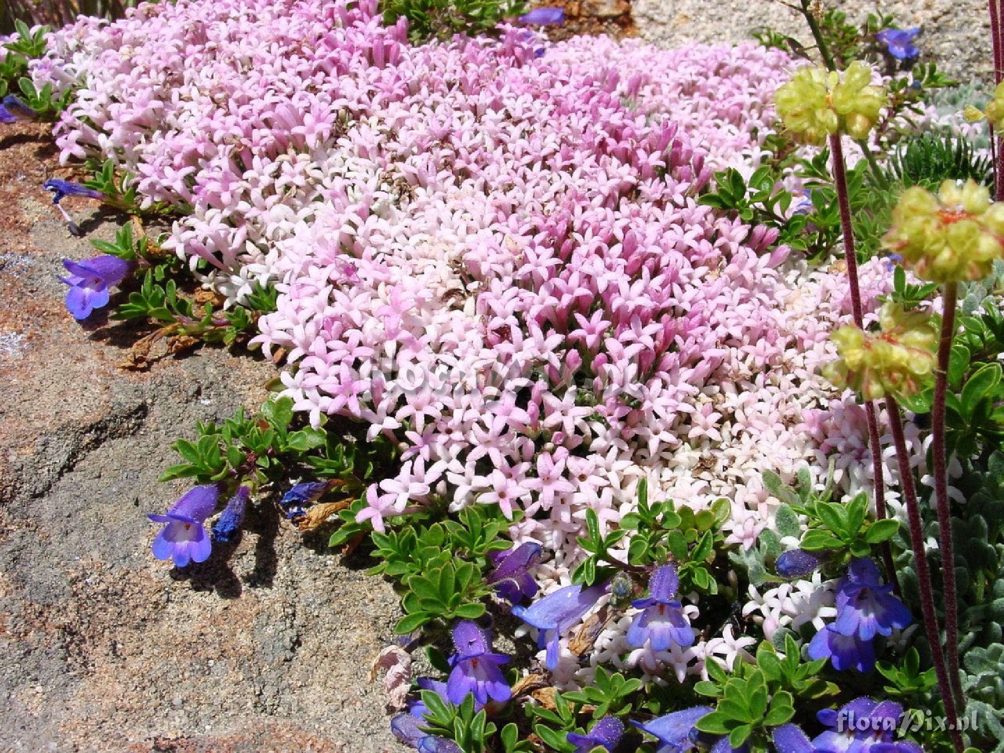 Asperula sintenisii