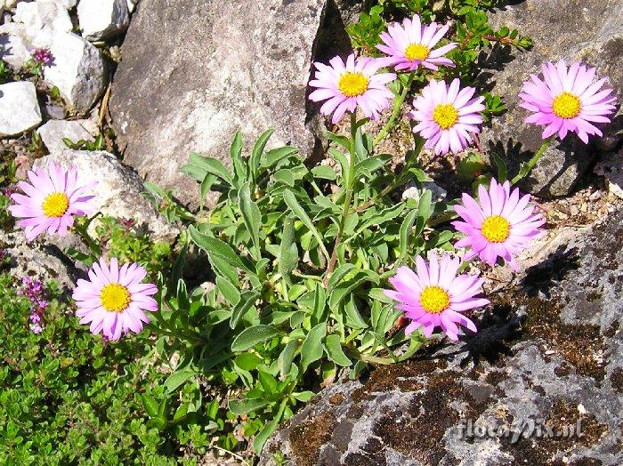 Aster alpinus var. dolomiticus