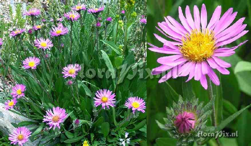 Aster foliaceus var. apricus