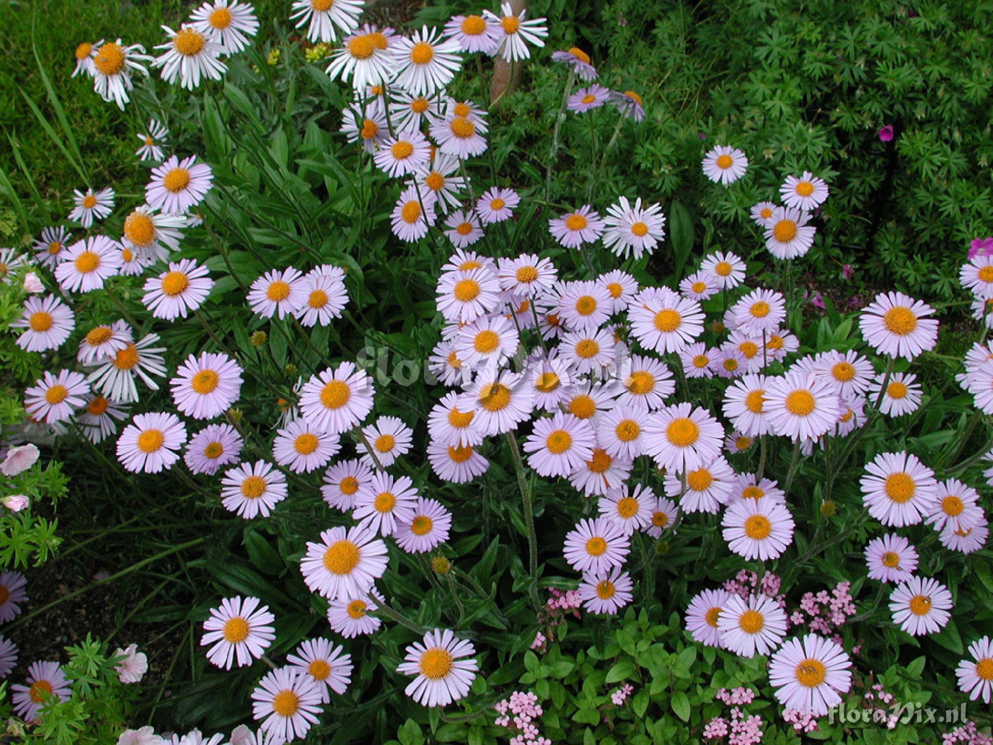 Aster tongolensis 