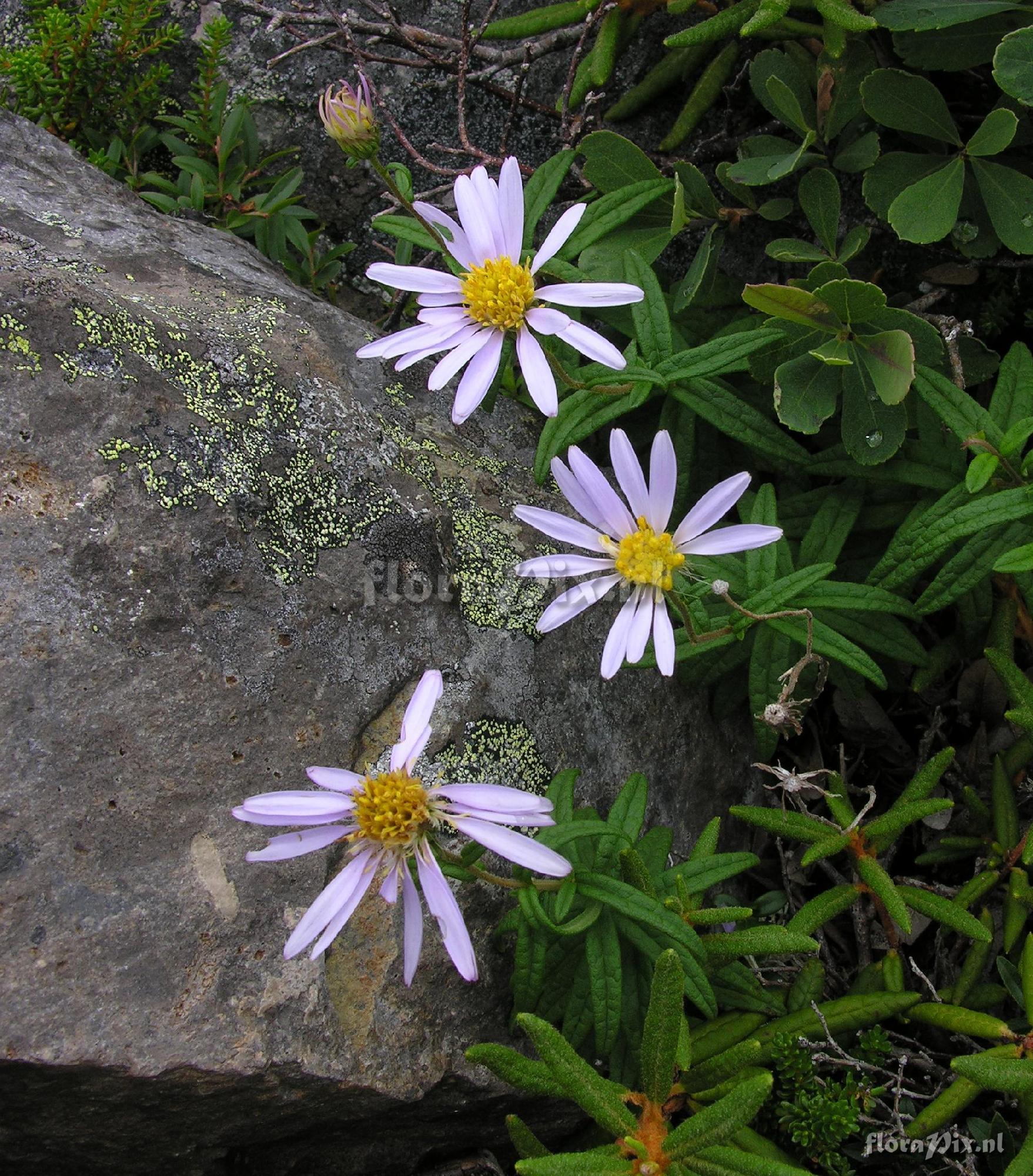 Aster nemoralis