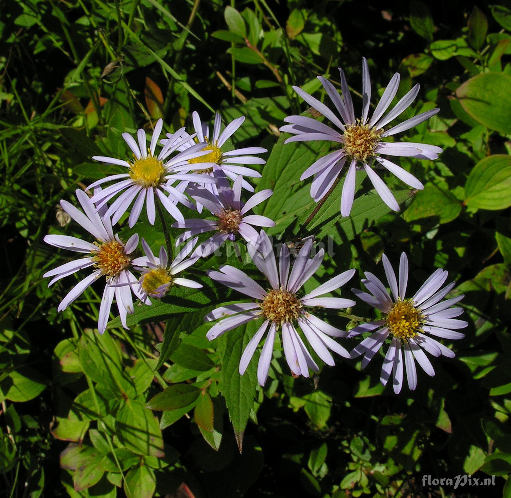 Aster radula