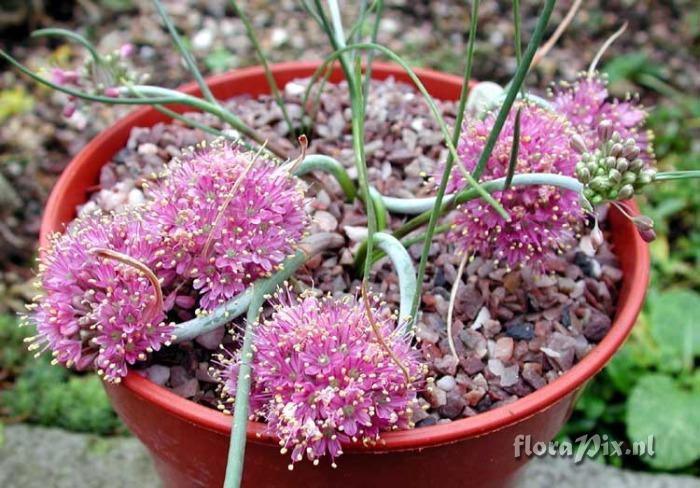 Allium kurtzianum ACW 2372