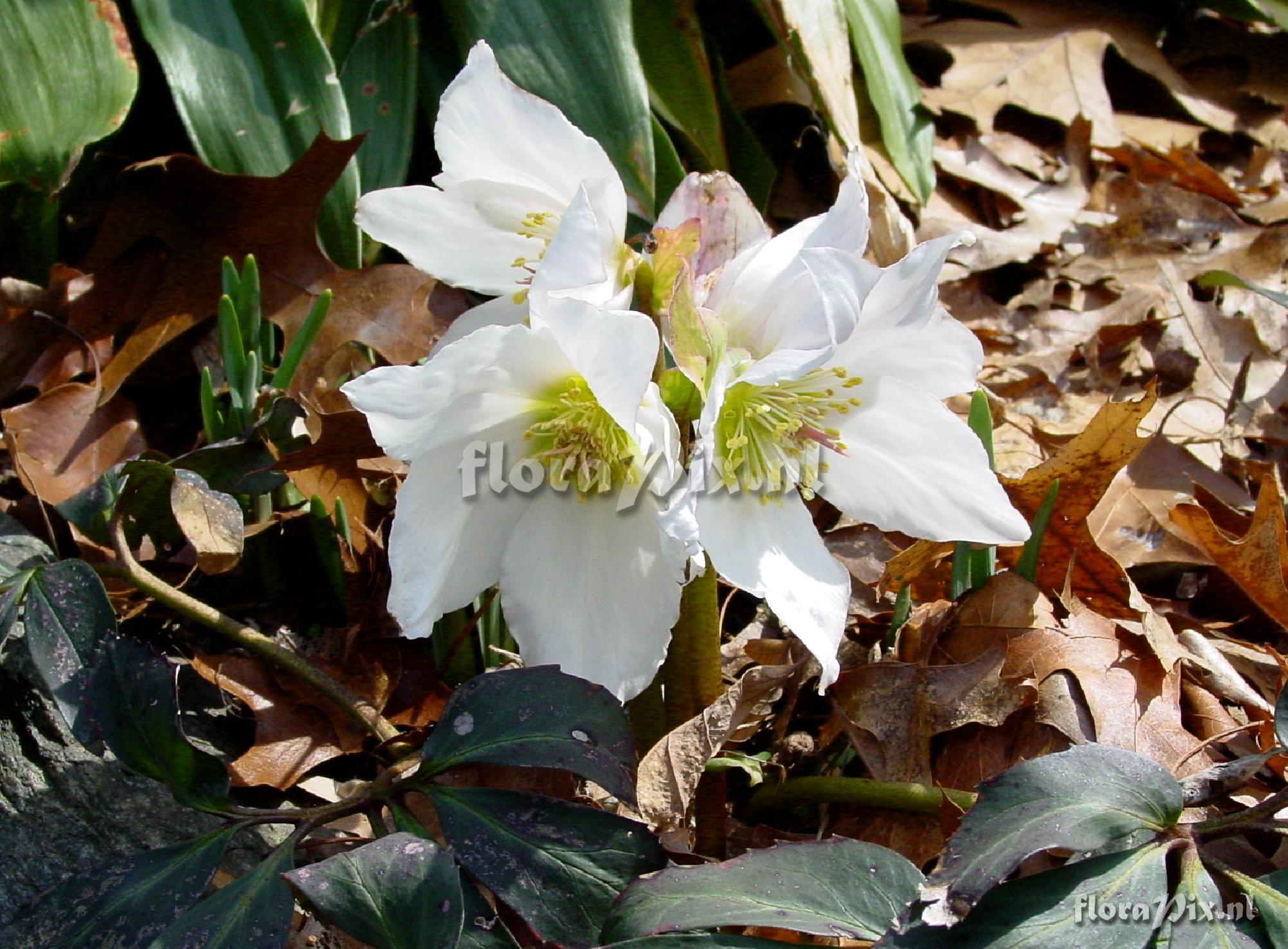 Helleborus niger