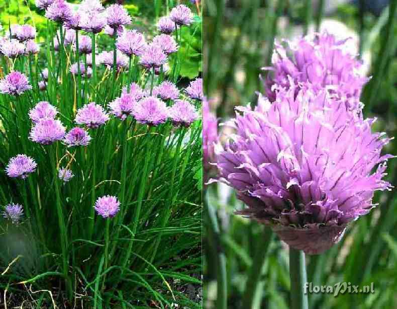 Allium schoenoprasum