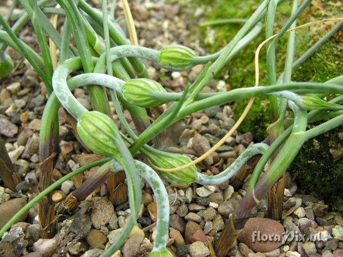 Allium kurtzianum